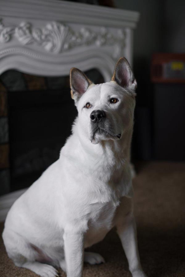 /Images/uploads/Humane Society of Utah/HSU2018/entries/4204thumb.jpg